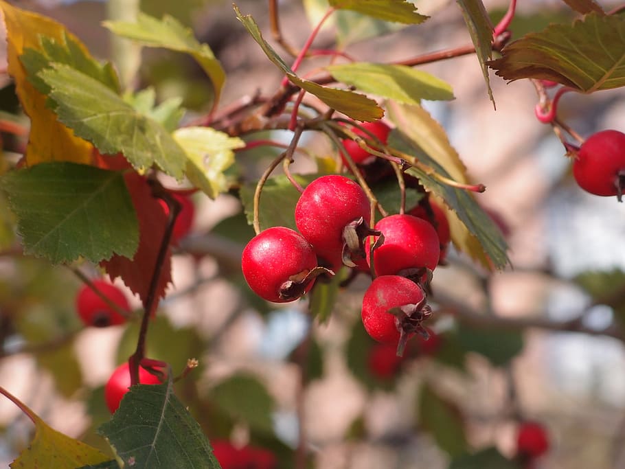 Hawthorn, Plant, Berry, Nature, Fruit, leaves, red, closeup, HD wallpaper