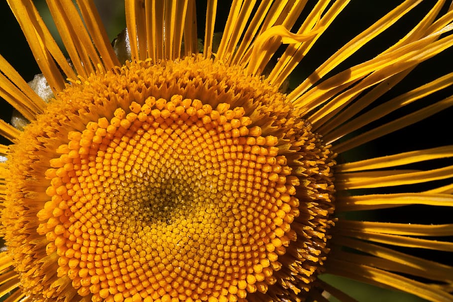 inula, flower, yellow, composites, flower basket, tongue blooms HD wallpaper