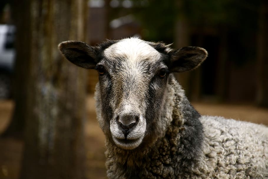 baran, sheep, cattle, animal, animals, nature, mouth, livestock HD wallpaper