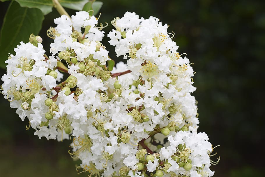 Crape myrtle 1080P, 2K, 4K, 5K HD wallpapers free download | Wallpaper