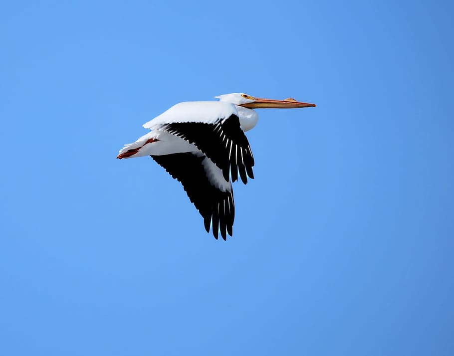 Pelican, Flying, Bird, Flight, Wildlife, animal, nature, america HD wallpaper