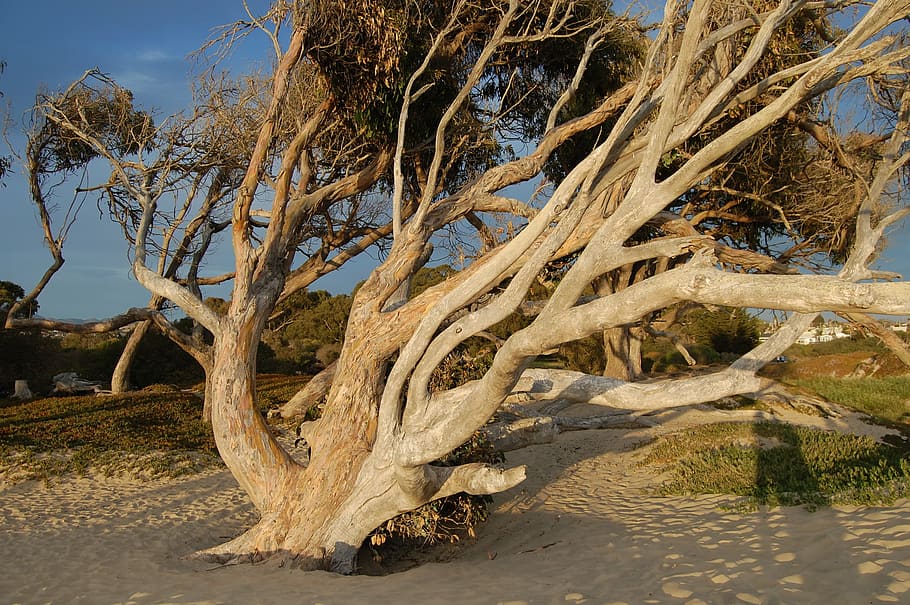 tree, wind, coast, sunset, landscape, light, blue, california HD wallpaper