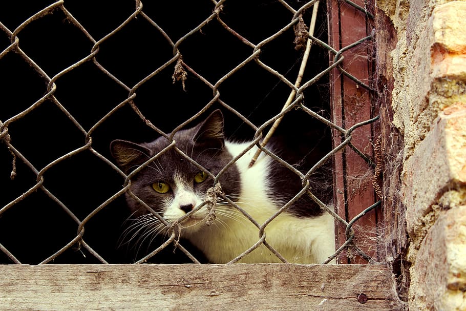 cat, curious, window, grating, feline, grey, feline look, farm HD wallpaper