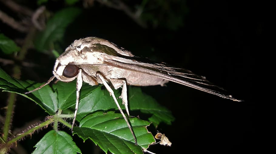 moth, sphinx moth, banded sphinx moth, insect, wings, markings HD wallpaper