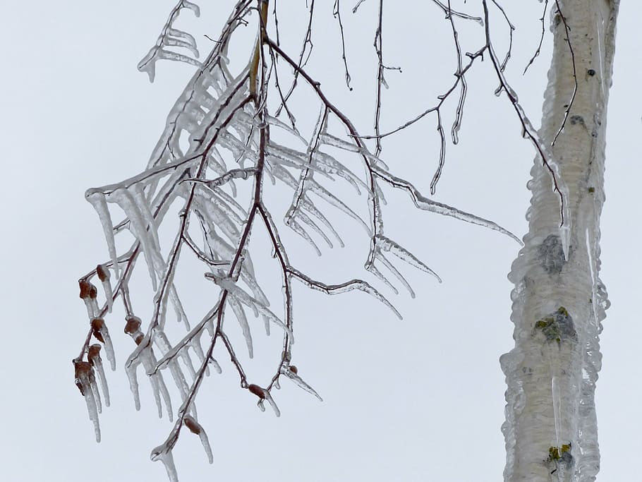icicle, cold, icy, winter, branch, tree, close-up, nature, birch HD wallpaper