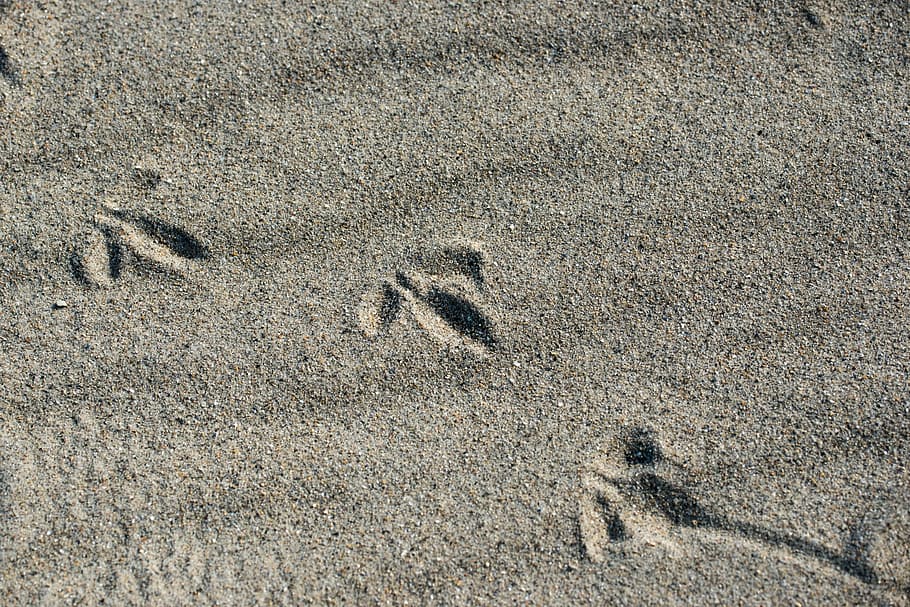 bird, tracks in the sand, beach, footprints, traces, north sea, HD wallpaper