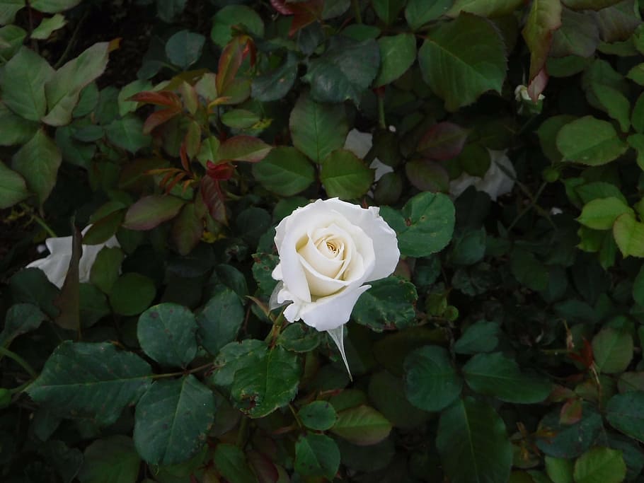 rose, flower, garden, plant, beauty in nature, leaf, plant part HD wallpaper