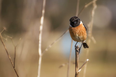 bird, ave, feathers, letdown, stonechat, birds, animals, wings HD wallpaper
