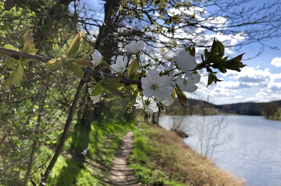 spring, tree, plant, flowering plant, beauty in nature, growth HD wallpaper