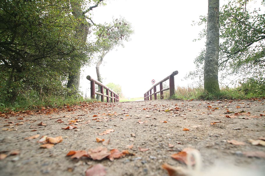 bridge, trees, path, park, autumn, daylight, fall, leaves, pathway HD wallpaper