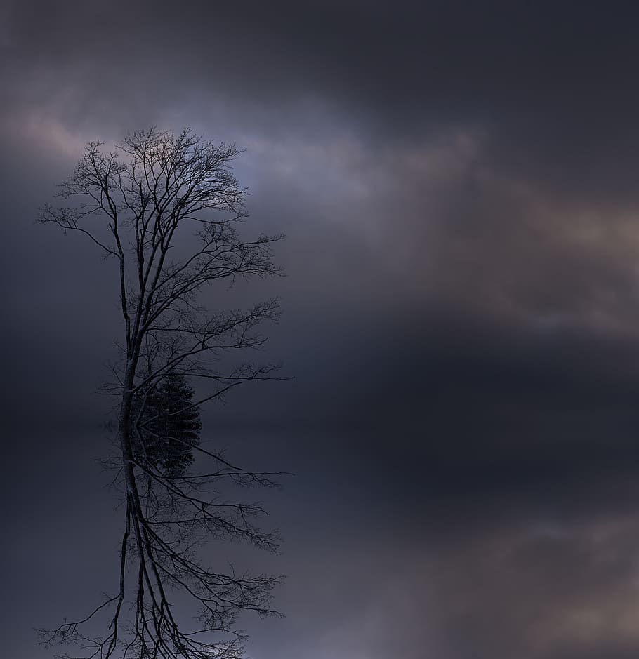 bald tree under gray clouds, crown, aesthetic, tree top, winter HD wallpaper