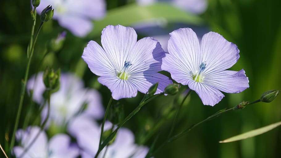 fleur-de-lin, spring, flowering plant, fragility, freshness HD wallpaper