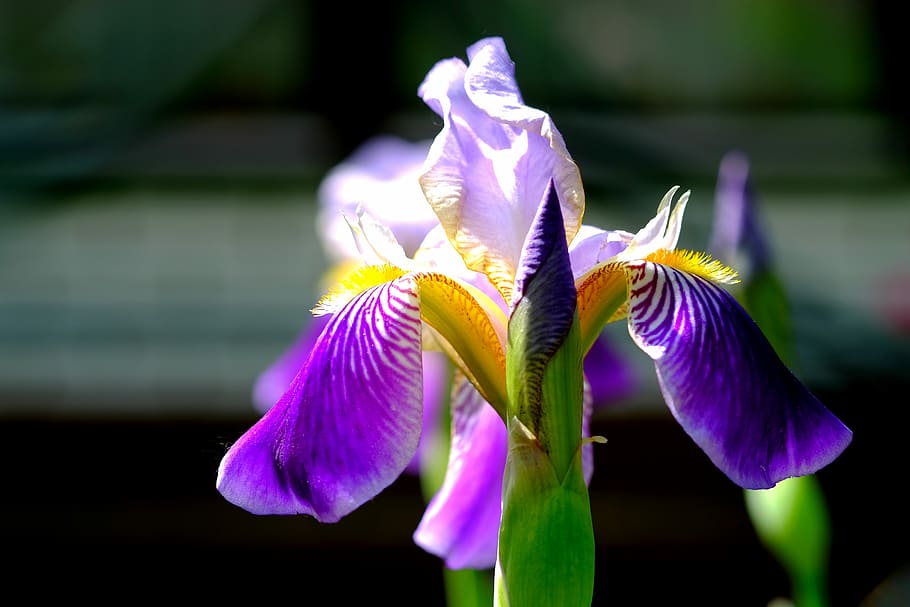 iris, blossom, bloom, blue, flower, nature, garden, close, purple HD wallpaper