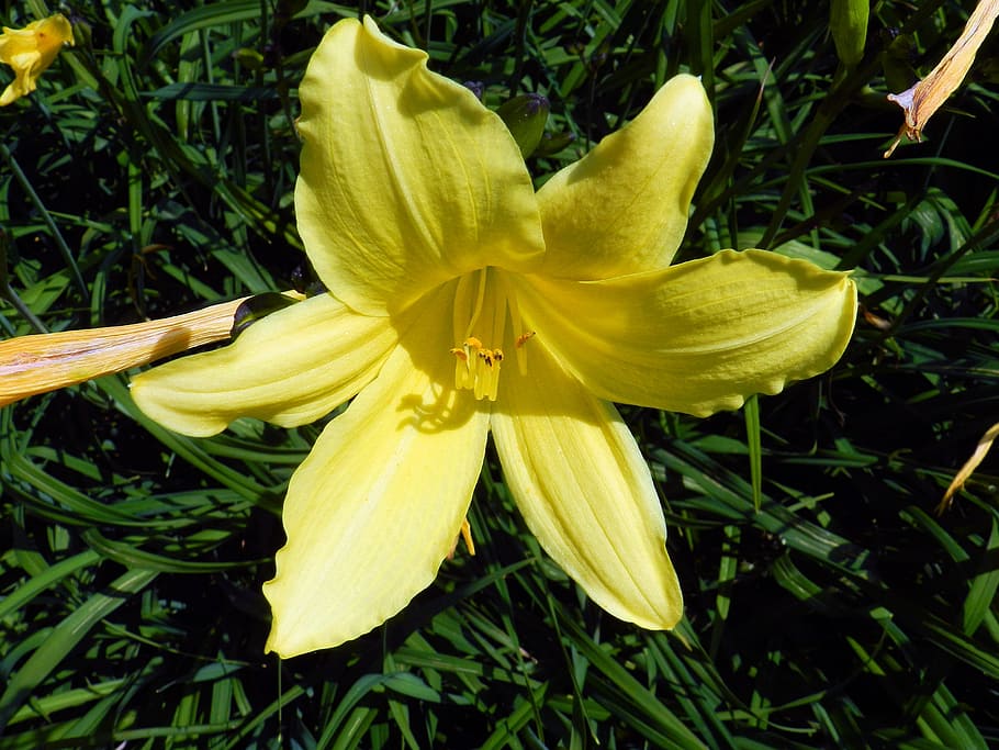 lily, flower, nature, flowering plant, freshness, fragility HD wallpaper