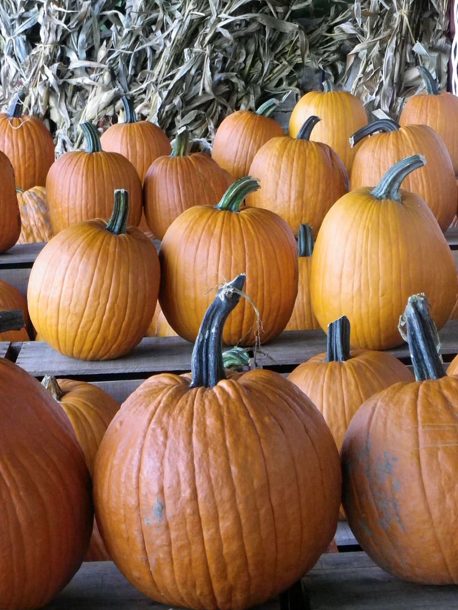 pumpkins, fall, vegetable, food and drink, large group of objects HD wallpaper