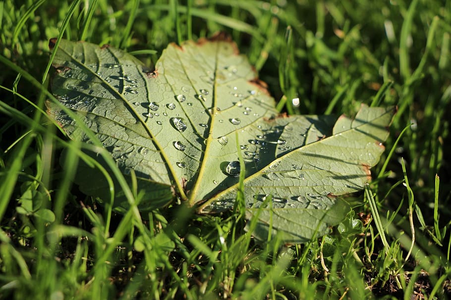 maple, leaf, drip, rain, green, autumn, tree, color, colorful HD wallpaper
