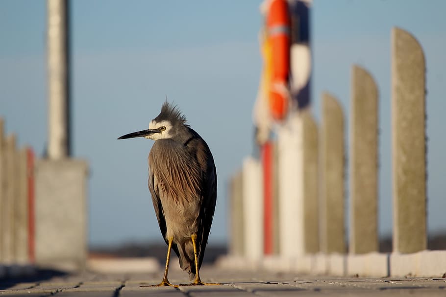 bird, heron, blue, grey, gray, white, jetty, pier, vertebrate HD wallpaper
