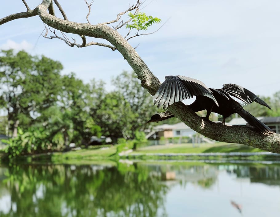 bird on wood branch near body of water, lake, reflection, tree HD wallpaper