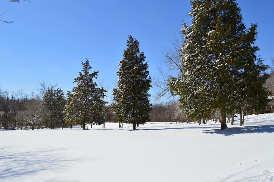 spruce, winter, snow, trees, field, landscape, nature, forest HD wallpaper