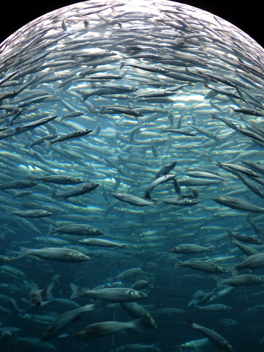 sardines, fish, swarm, glass cylinder, aquarium, fish swarm, HD wallpaper