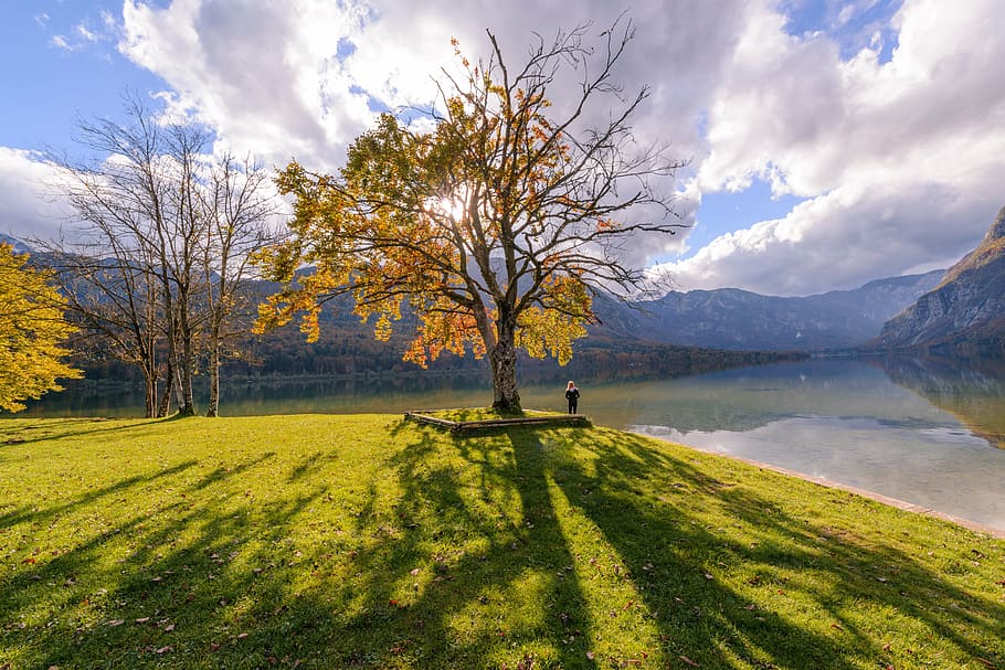 person standing beside tree, alone, shadows, waterside, cloud HD wallpaper