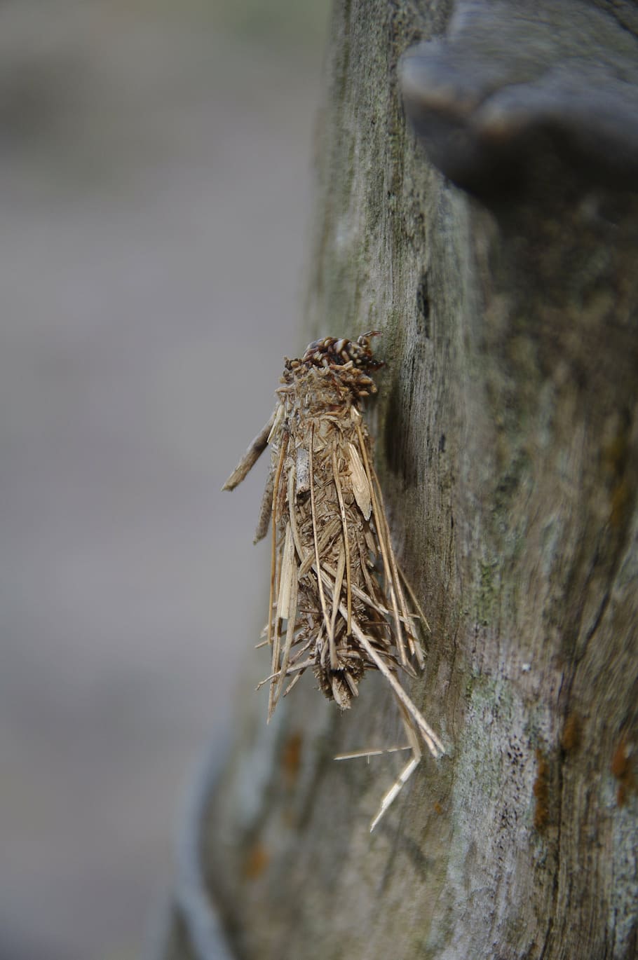 insect, grub, bug, twigs, caterpillar, worm, selective focus HD wallpaper