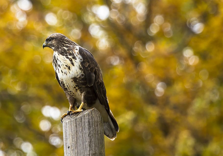brown eagle on gray wooden fence in tilt shift photography, shallow focus photography of black and white falcon HD wallpaper