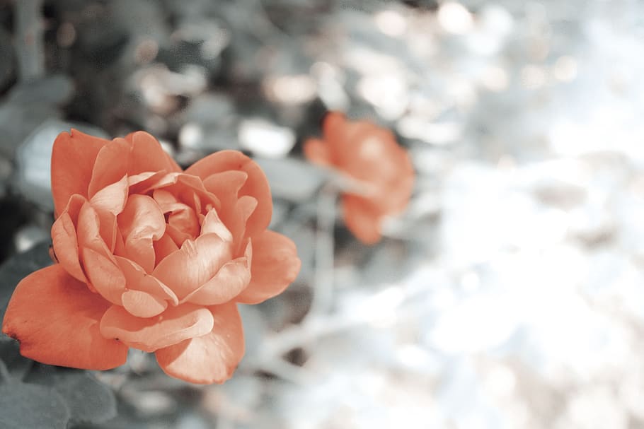 two red flowers, orange flowers during daytime, rose, petal, nature HD wallpaper