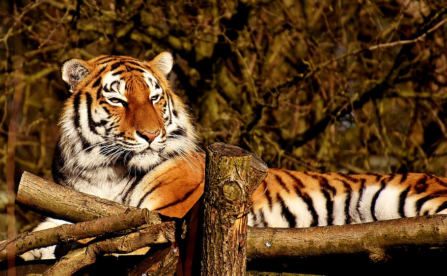 reclining tiger on brown wooden bridge, predator, fur, beautiful HD wallpaper