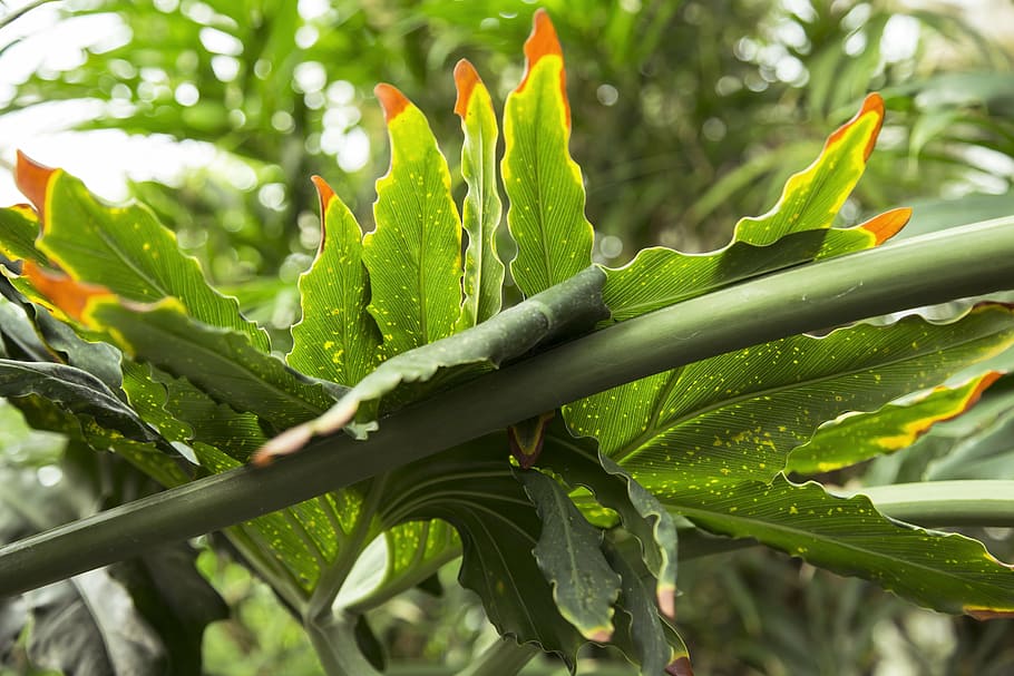 tropical, leaf, leaves, green, plant, tree, jungle, nature HD wallpaper