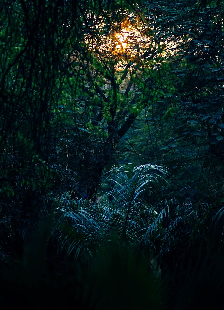 green plants during yellow sunset, abstract, background, branch HD wallpaper
