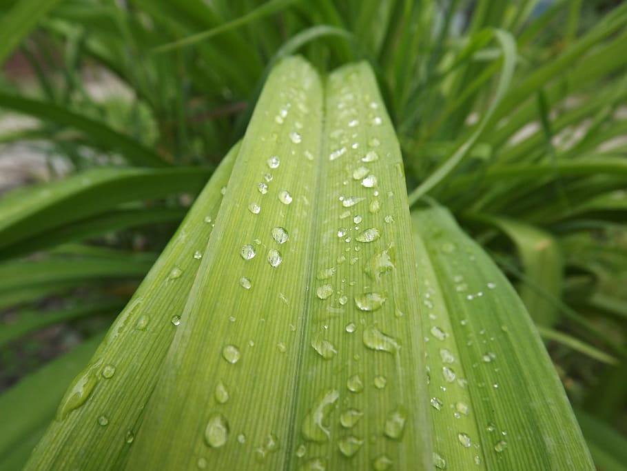 dew, flower, nature, drop, water, green color, wet, plant, leaf HD wallpaper