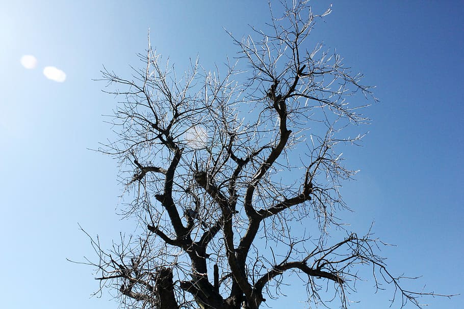 Tree, Winter, Icicles, sky, bare tree, nature, low angle view HD wallpaper