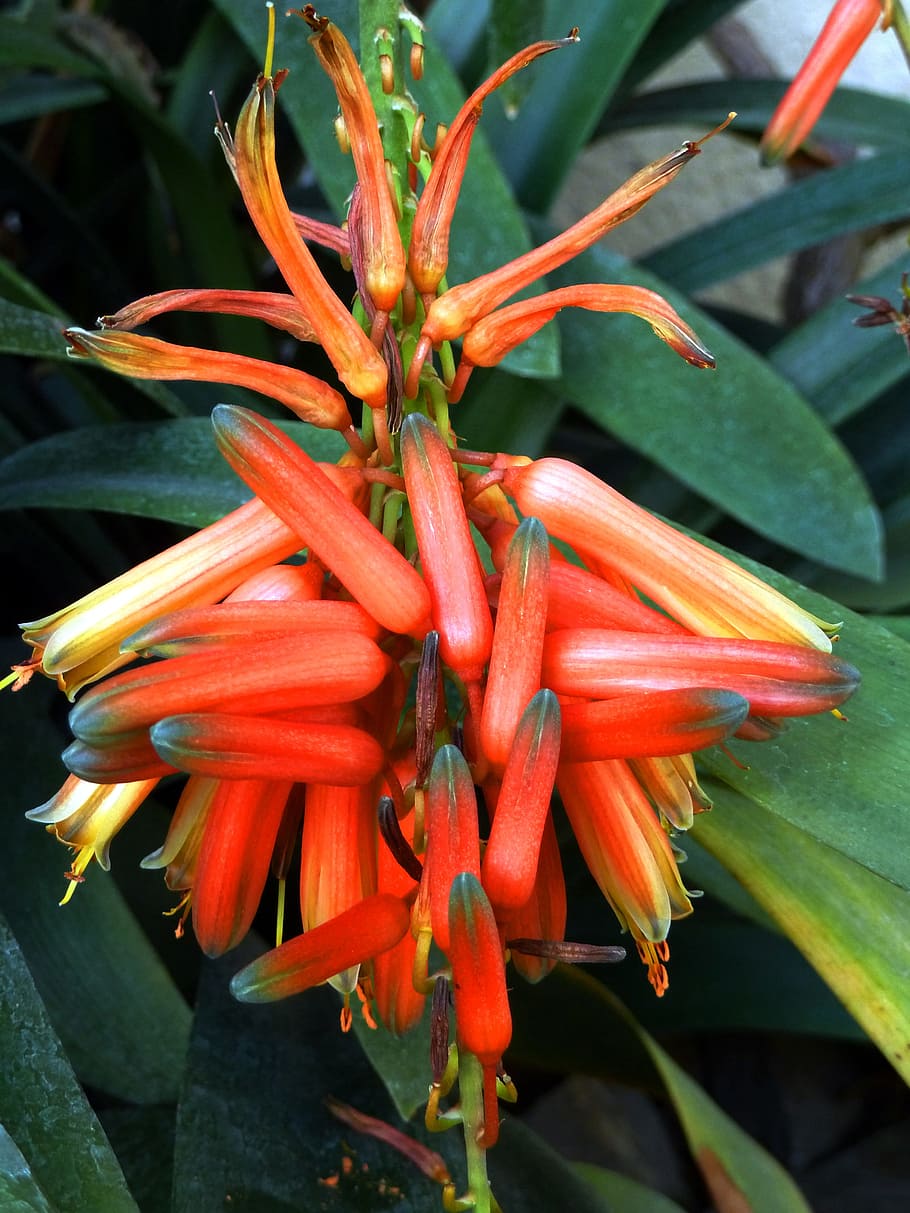 flower, exotic, orange, plant, nature, tropical, floral, summer HD wallpaper