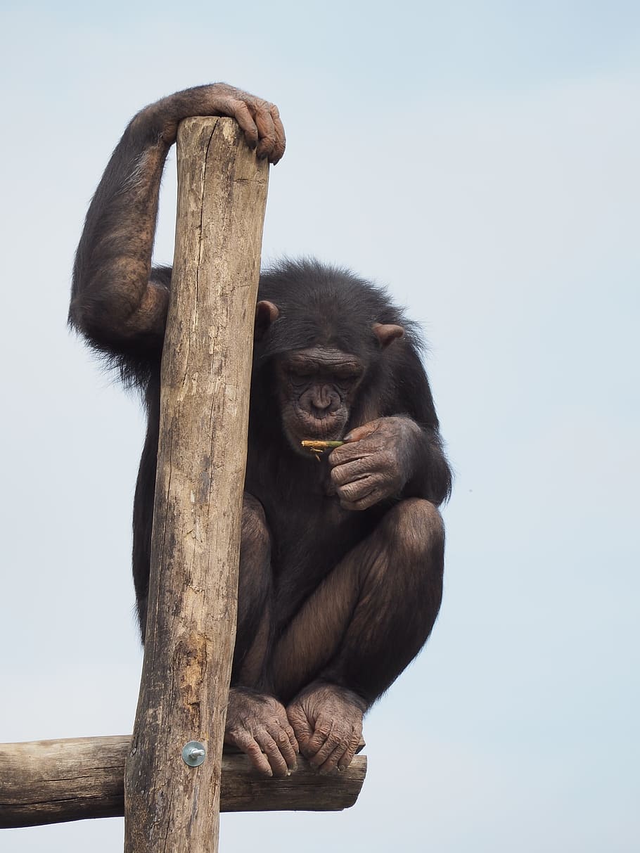 chimpanzee on tree branch, Monkey, Thinking, Jump, animal, mammal HD wallpaper