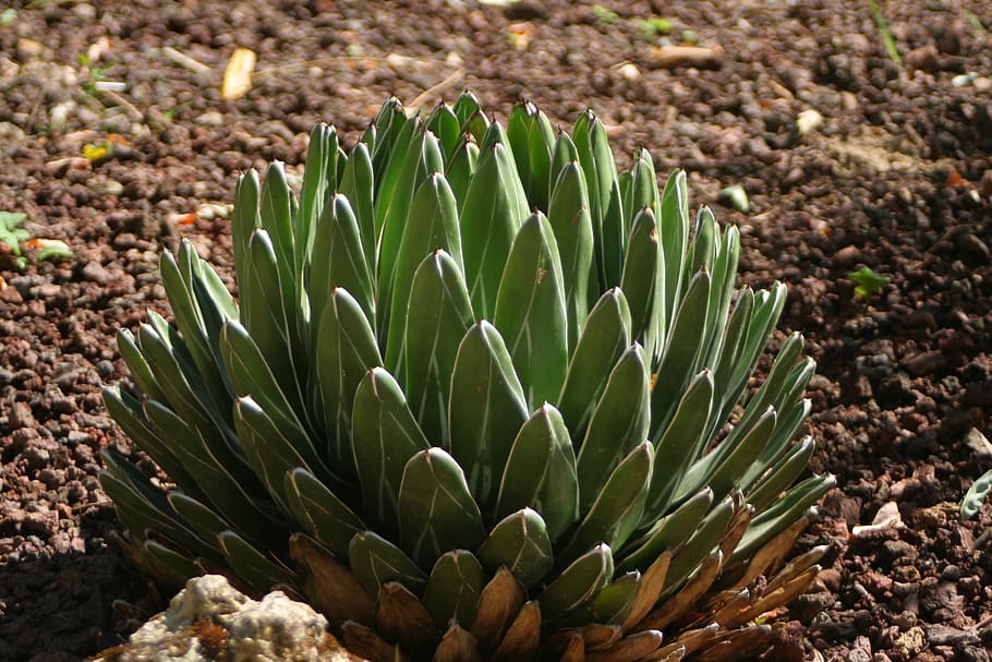 agave, gardens, plants, growth, green color, land, nature, beauty in nature HD wallpaper