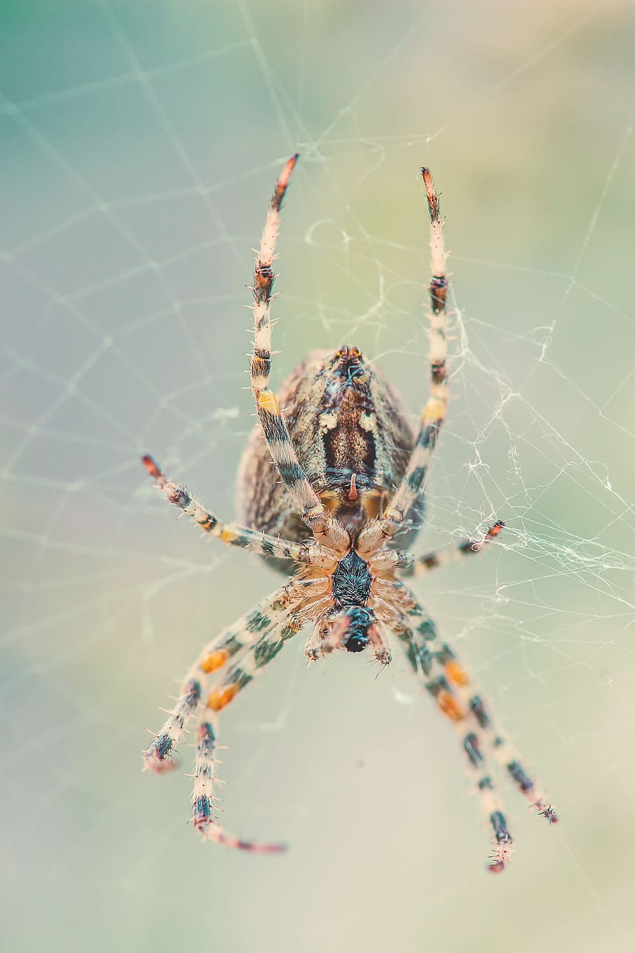 Spider, Network, Nature, Cobweb, Insect, close, animal, spider macro HD wallpaper