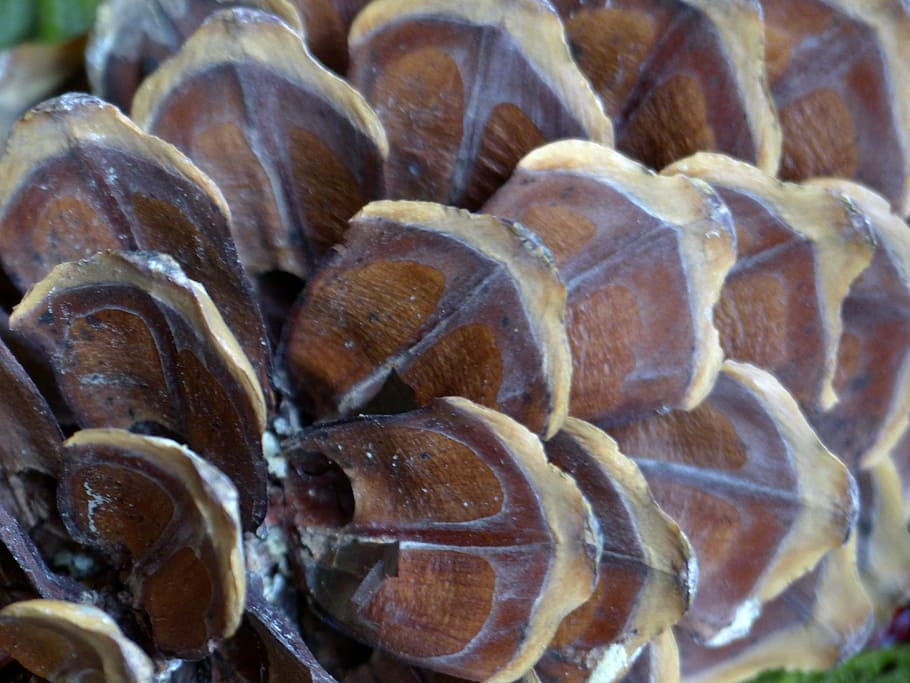 pine cone, macro, nature, close-up, forest, plant, decoration HD wallpaper