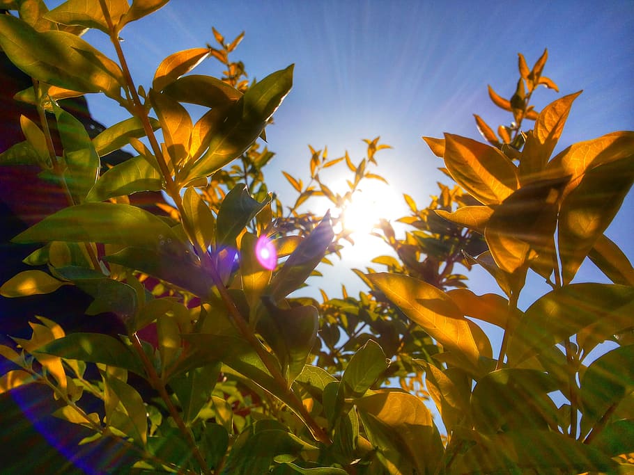 foliage, leaves, plant, tree, nature, summer, branch, bright HD wallpaper