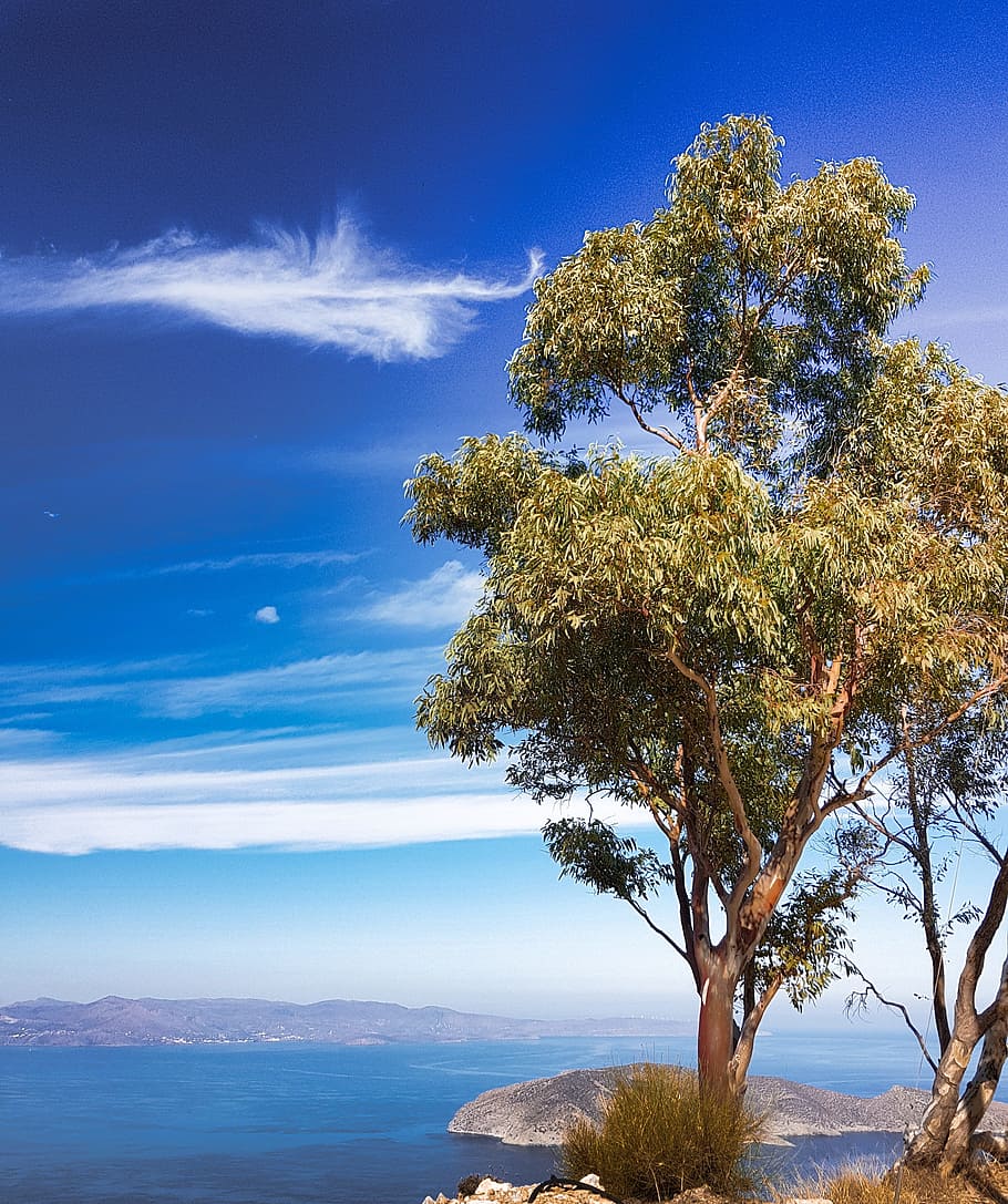 sea, clouds, cliff, tree, plant, sky, beauty in nature, scenics - nature HD wallpaper