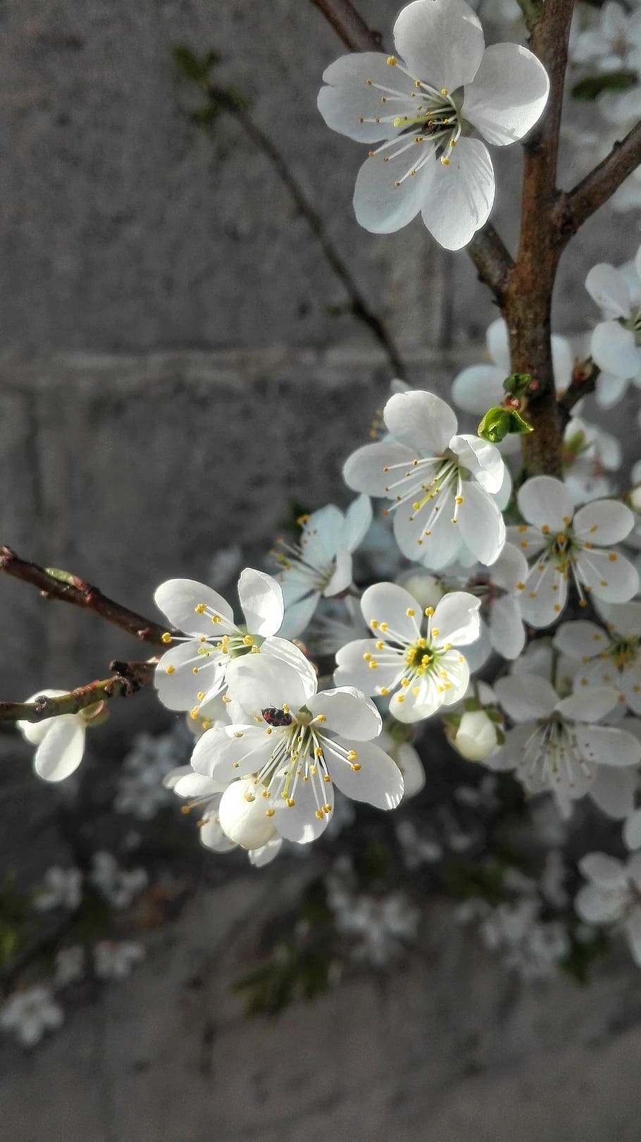 flower, plant, tree, cherry, flowering plant, fragility, freshness HD wallpaper