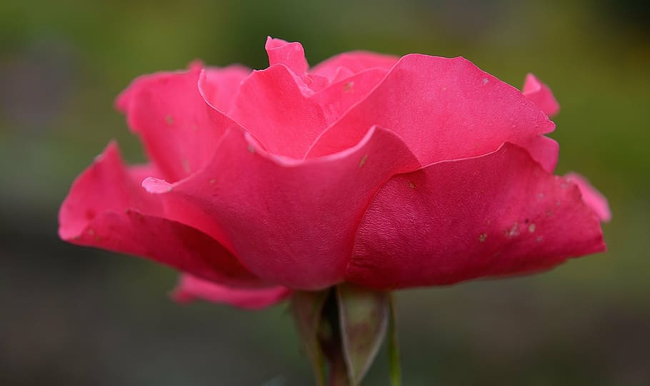 selective focus of red petaled flower, roses, nature, macro HD wallpaper