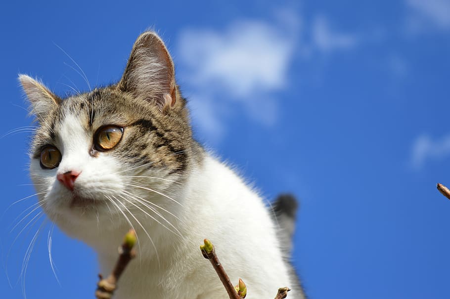 Cat, Head, Sky, Blue, Blue, Cloud, domestic cat, pets, one animal HD wallpaper