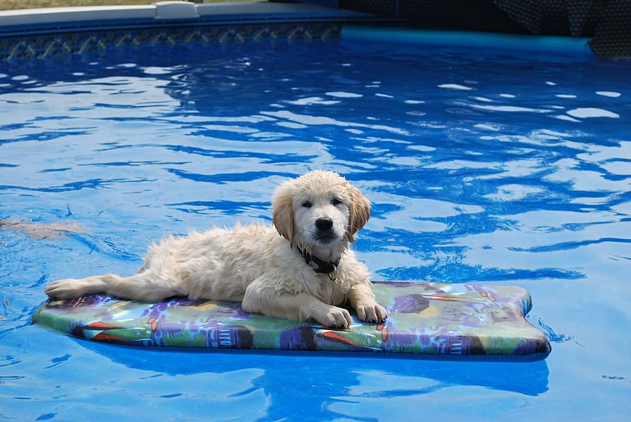 Dog, Domestic Animal, Golden Retriever, doggie, swimming pool, HD wallpaper