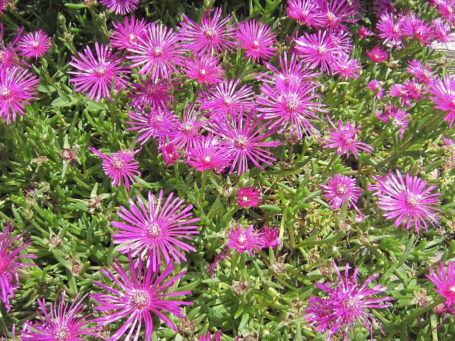 flowers, background, spring, colorful, frisch, flowering plant HD wallpaper