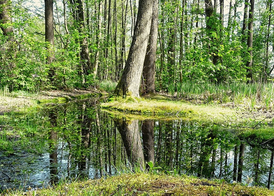 Forest, Nature, Tree, Spring, Leaf, sprig, vegetation, water HD wallpaper