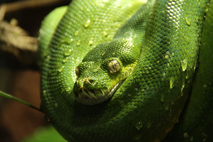 Green Tree Python, Python, Snake, animal, morelia viridis, water HD wallpaper