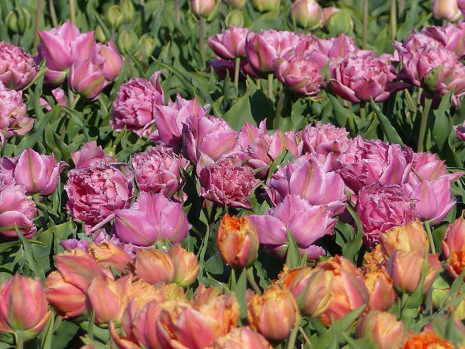 Flowers, Bulb Fields, Netherlands, bulbs, bulb netherlands HD wallpaper