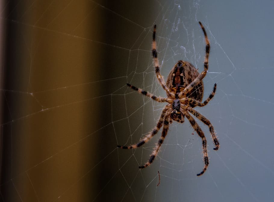 Garden Spider, Nature, Spin, Bug, web, legs, outdoor, insects HD wallpaper
