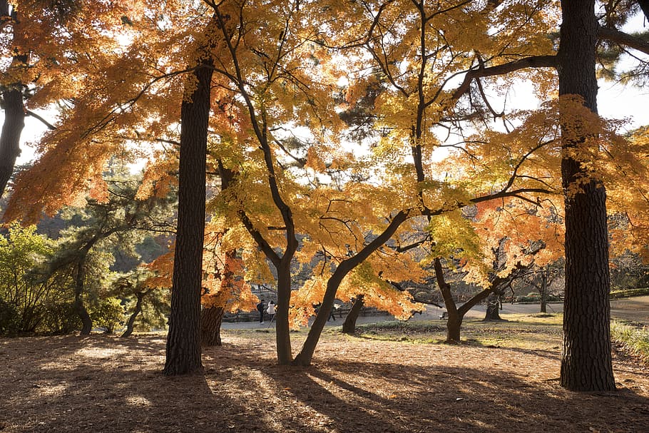 nature, landscape, trees, leaves, autumn, plant, tree trunk HD wallpaper